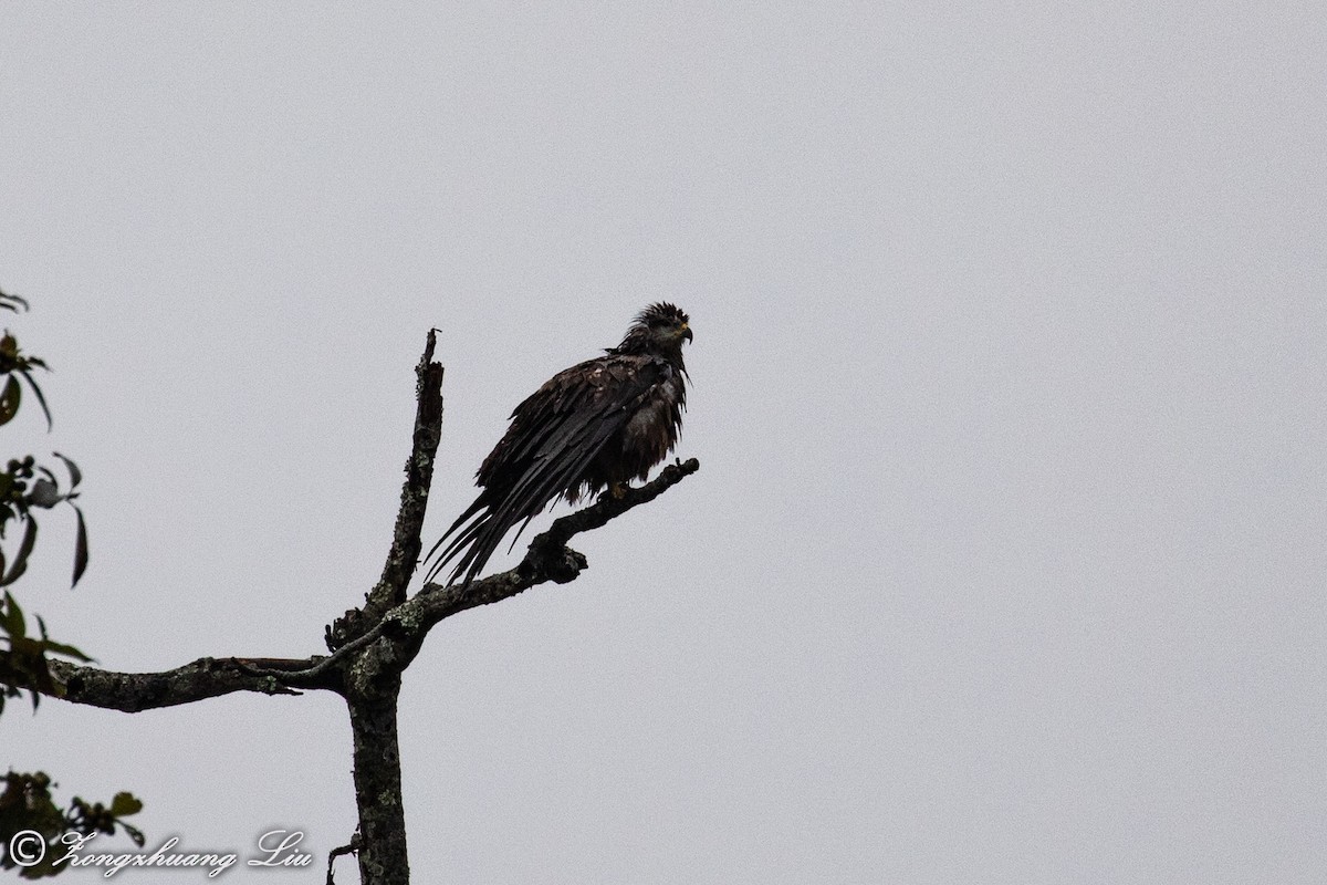 Black Kite - ML614536815