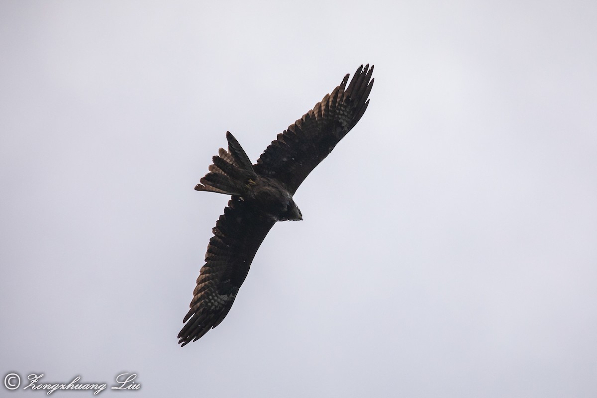 Black Kite - ML614536816