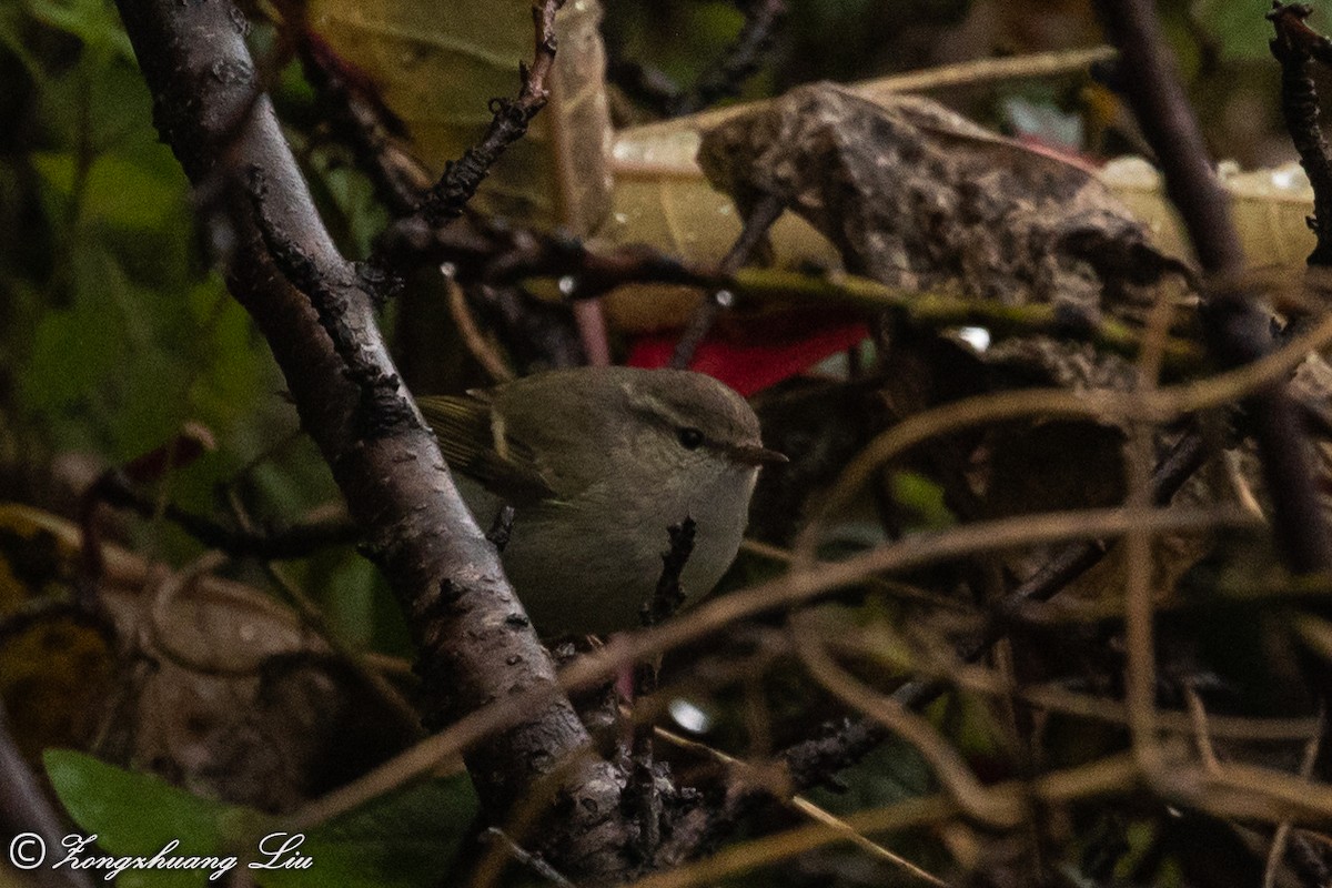 Lemon-rumped Warbler - Zongzhuang Liu