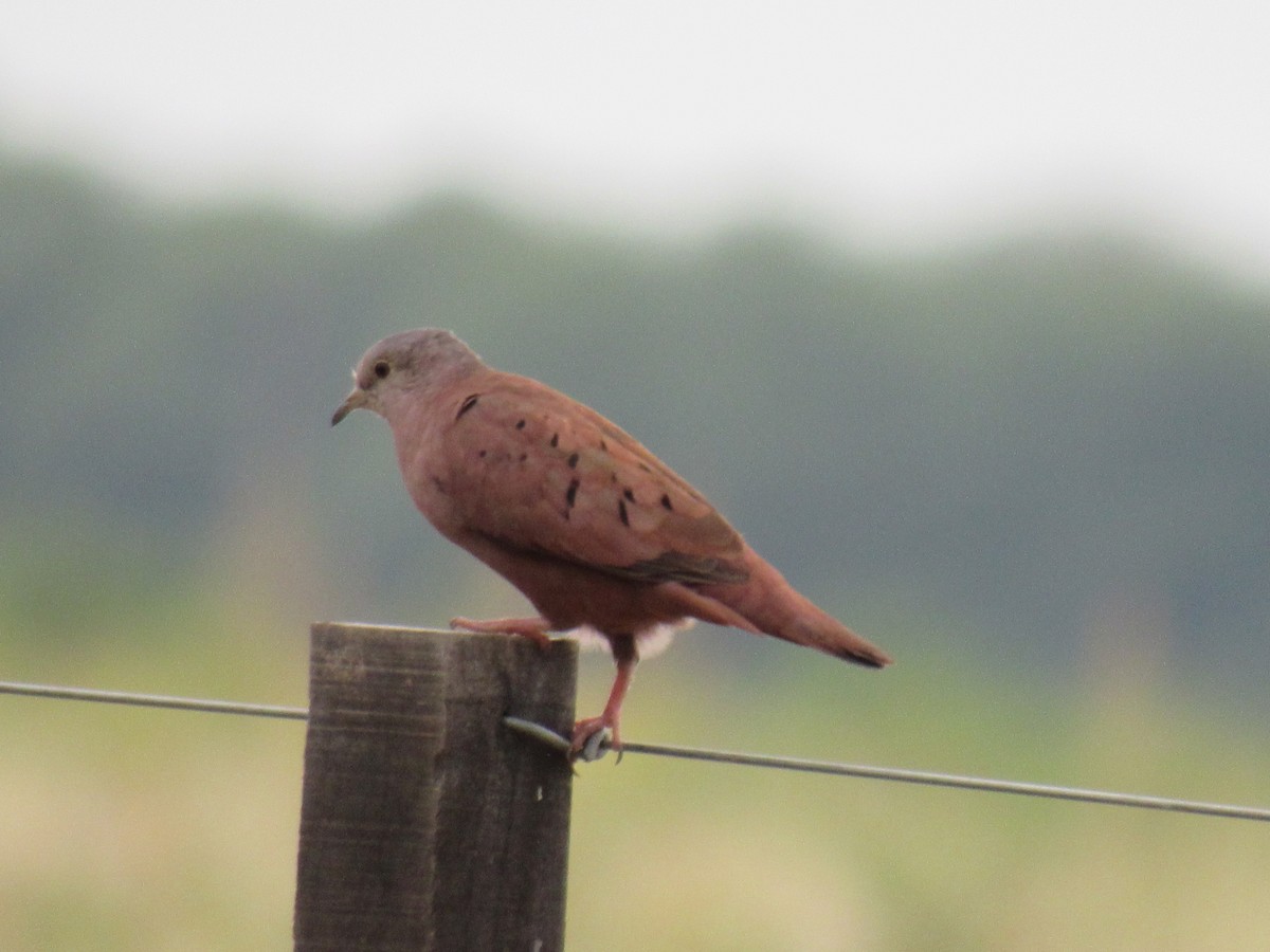 Ruddy Ground Dove - ML614536862