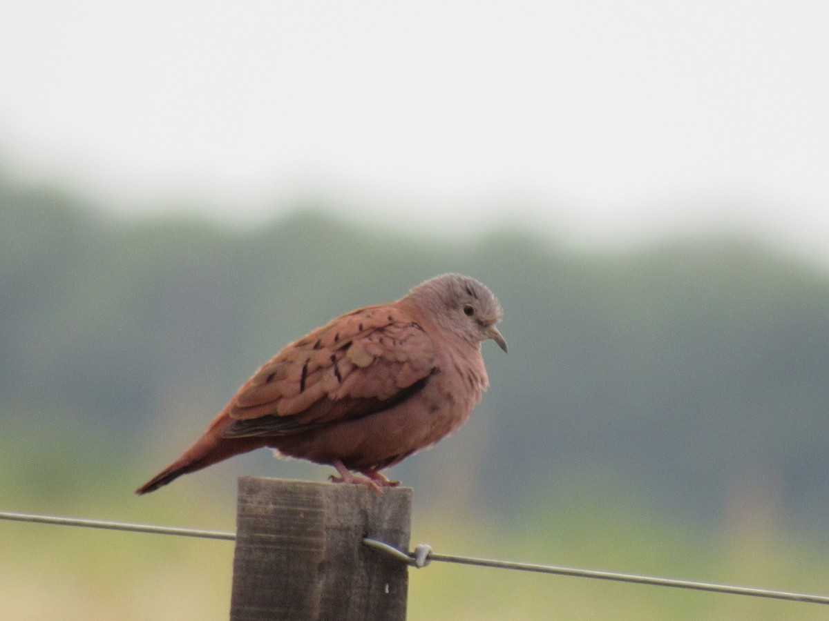 Ruddy Ground Dove - ML614536863