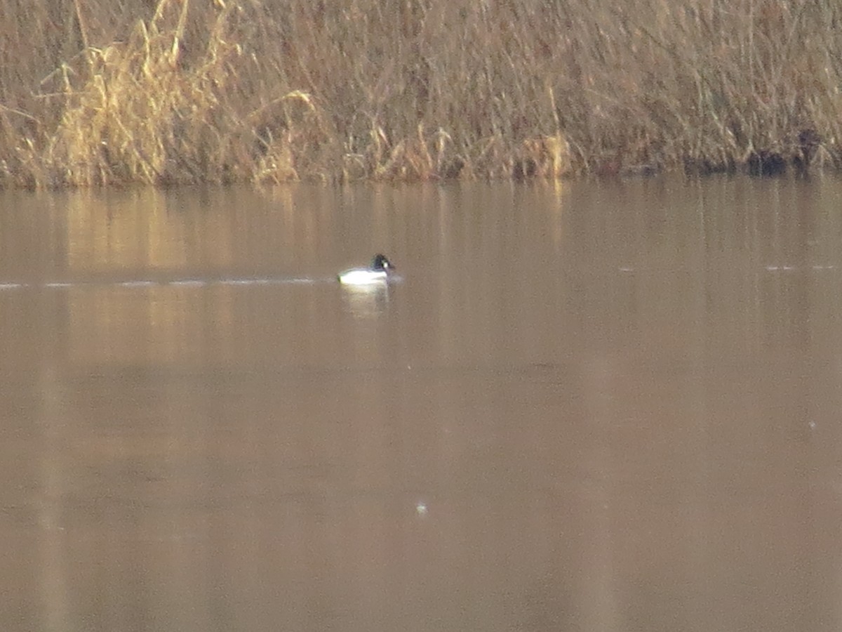 Common Goldeneye - ML614536906