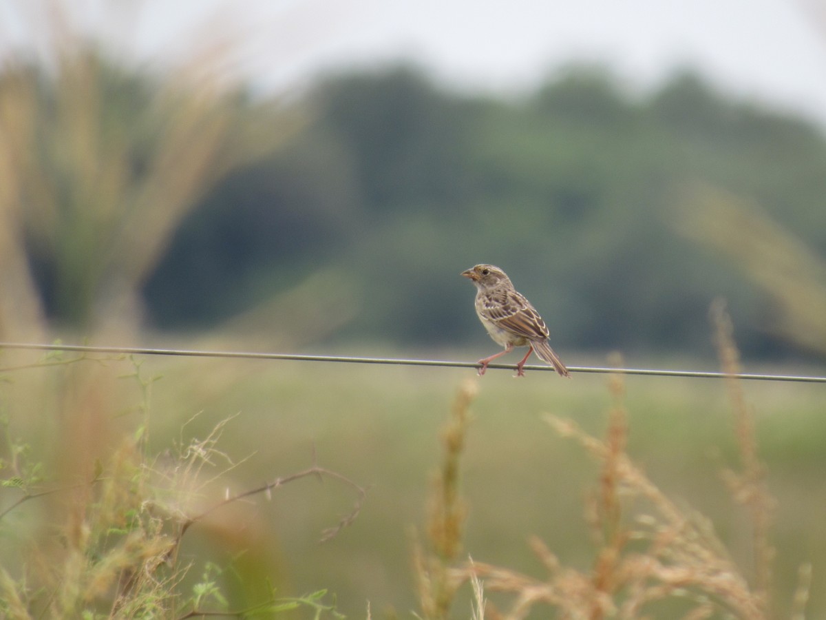 Grassland Sparrow - Matias Almeida