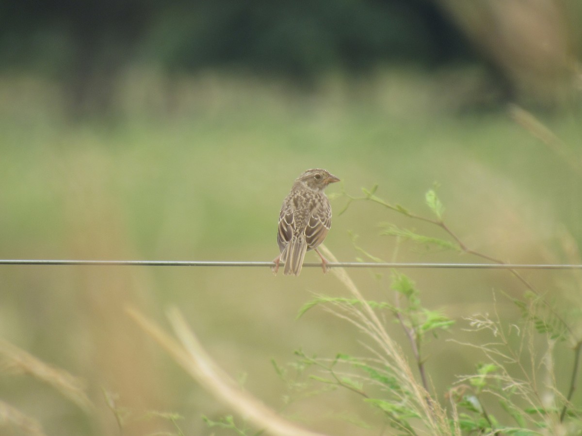 Grassland Sparrow - Matias Almeida