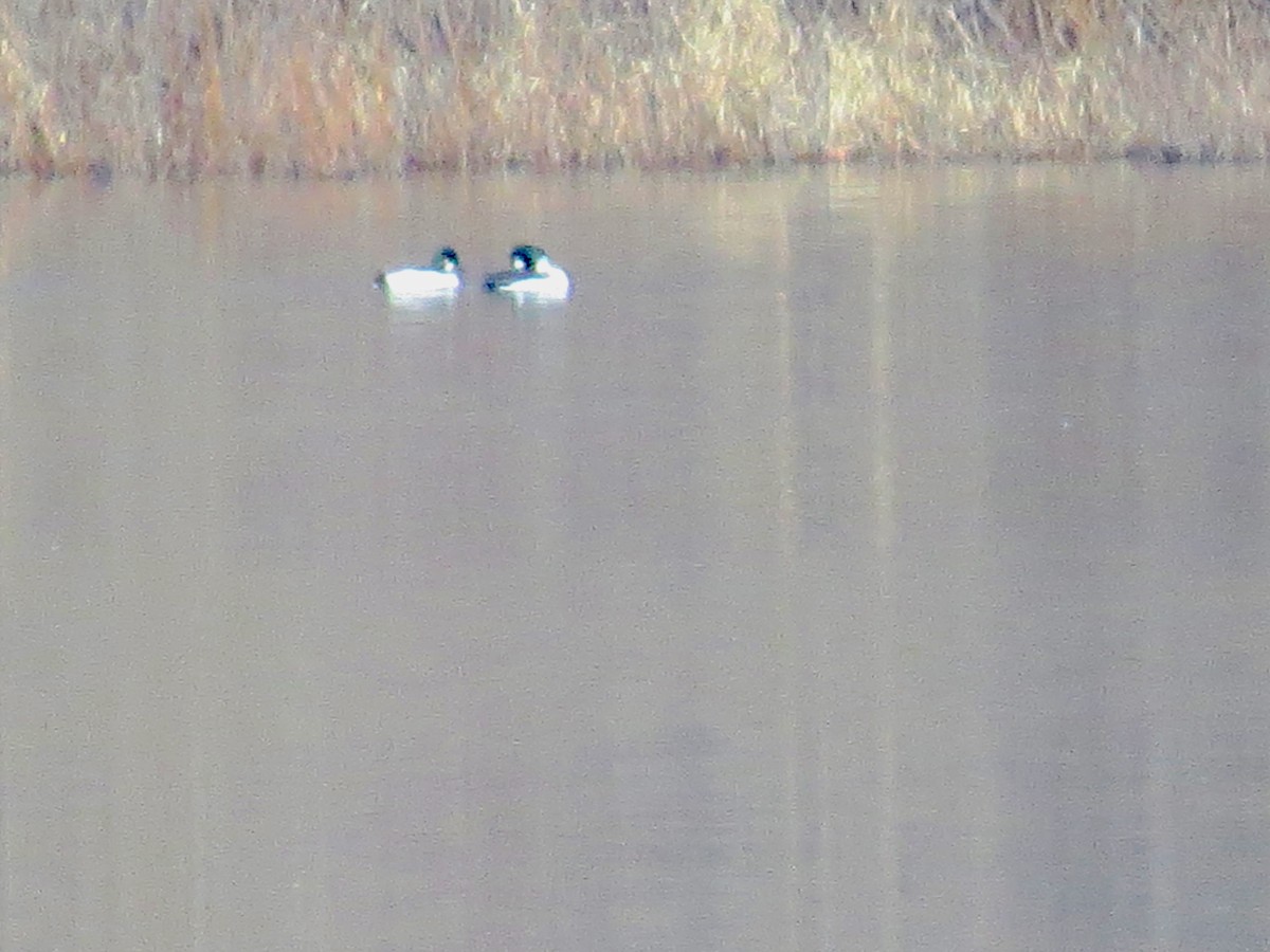 Common Goldeneye - Ethan Maynard