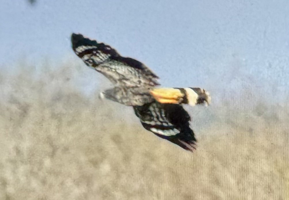 Crane Hawk - ML614536966