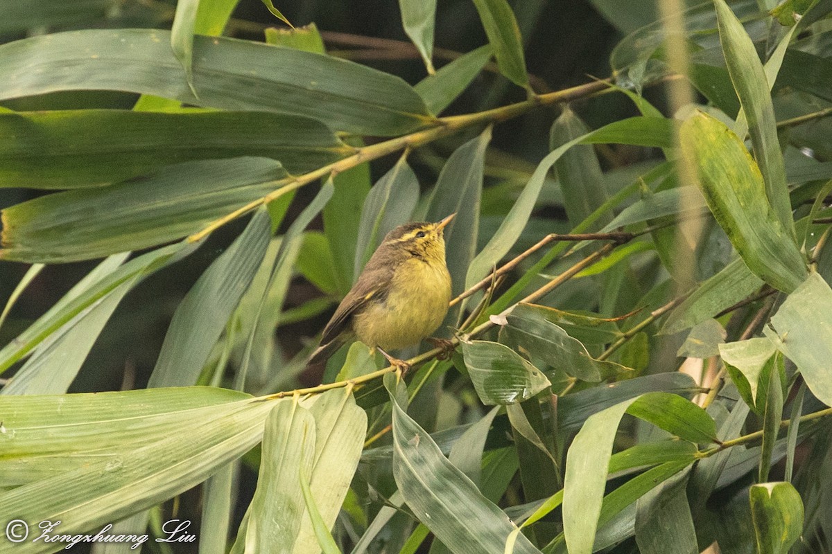 Tickell's Leaf Warbler (Tickell's) - Zongzhuang Liu