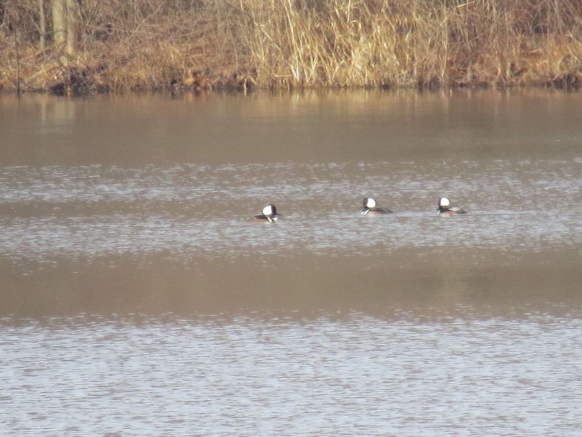 Hooded Merganser - ML614536994