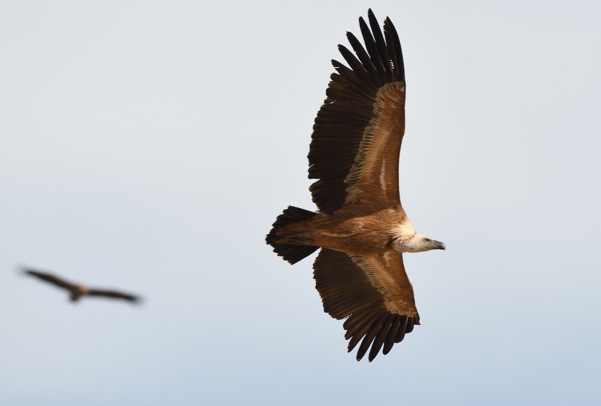 Eurasian Griffon - ML614537009