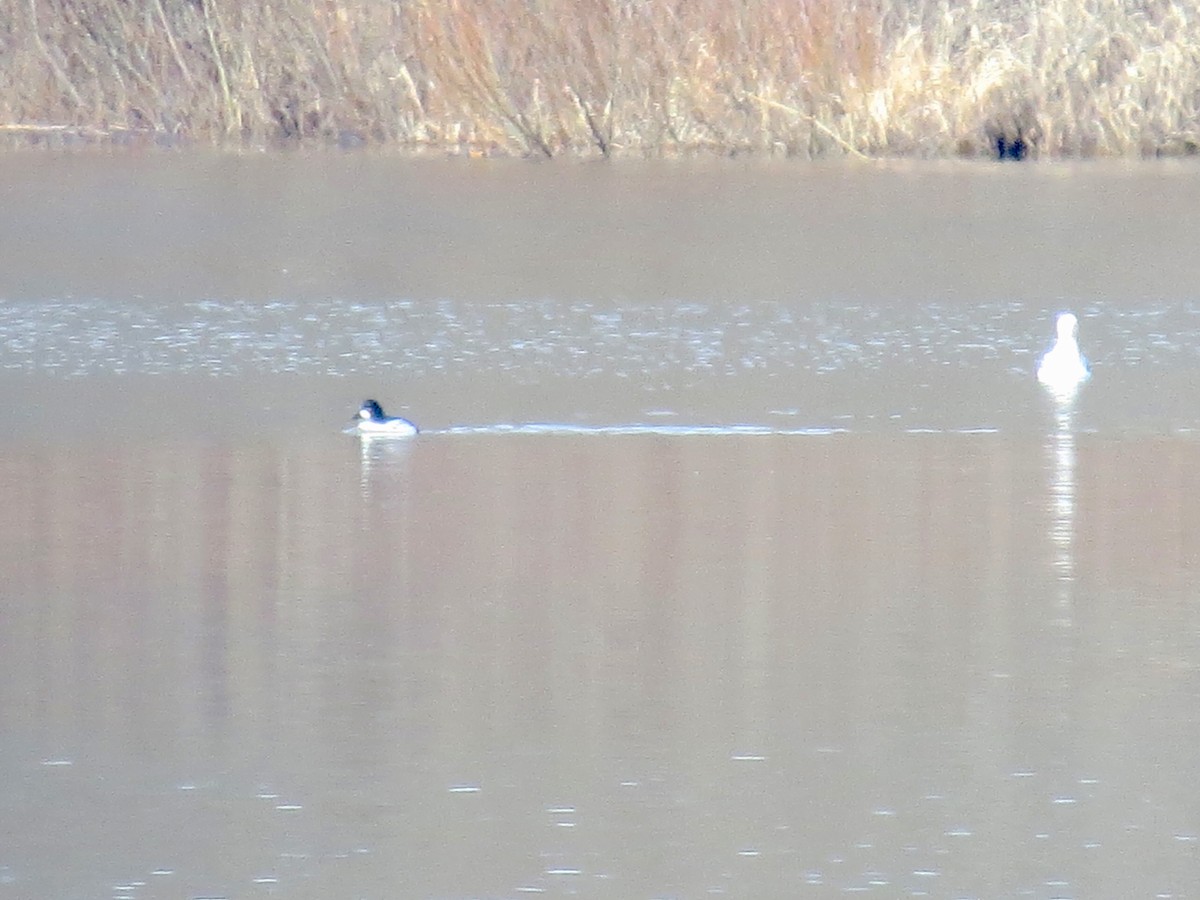 Common Goldeneye - ML614537010