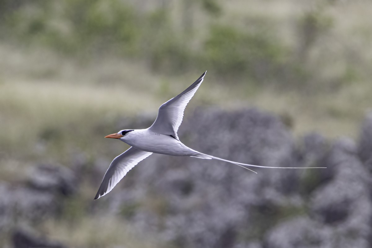 Red-billed Tropicbird - ML614537048