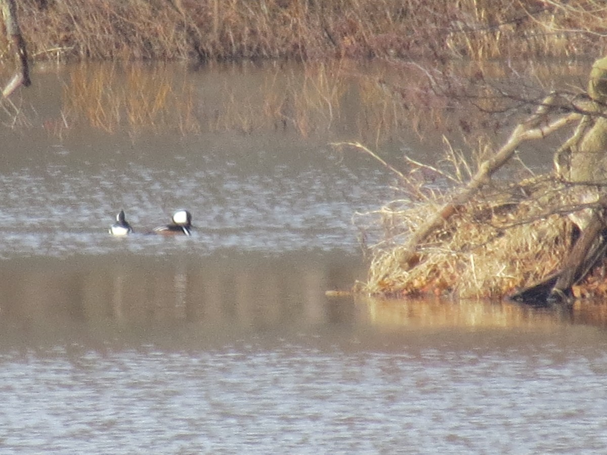 Hooded Merganser - ML614537049