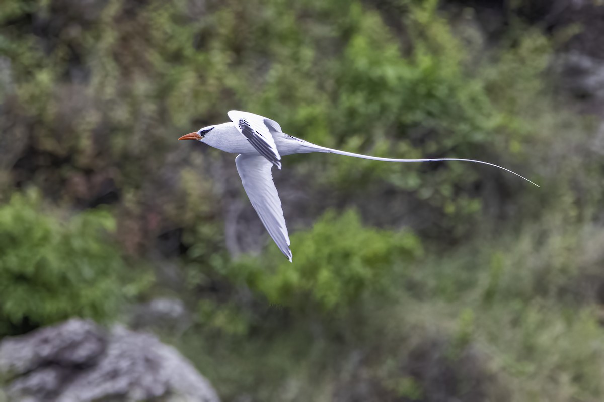 Red-billed Tropicbird - ML614537051