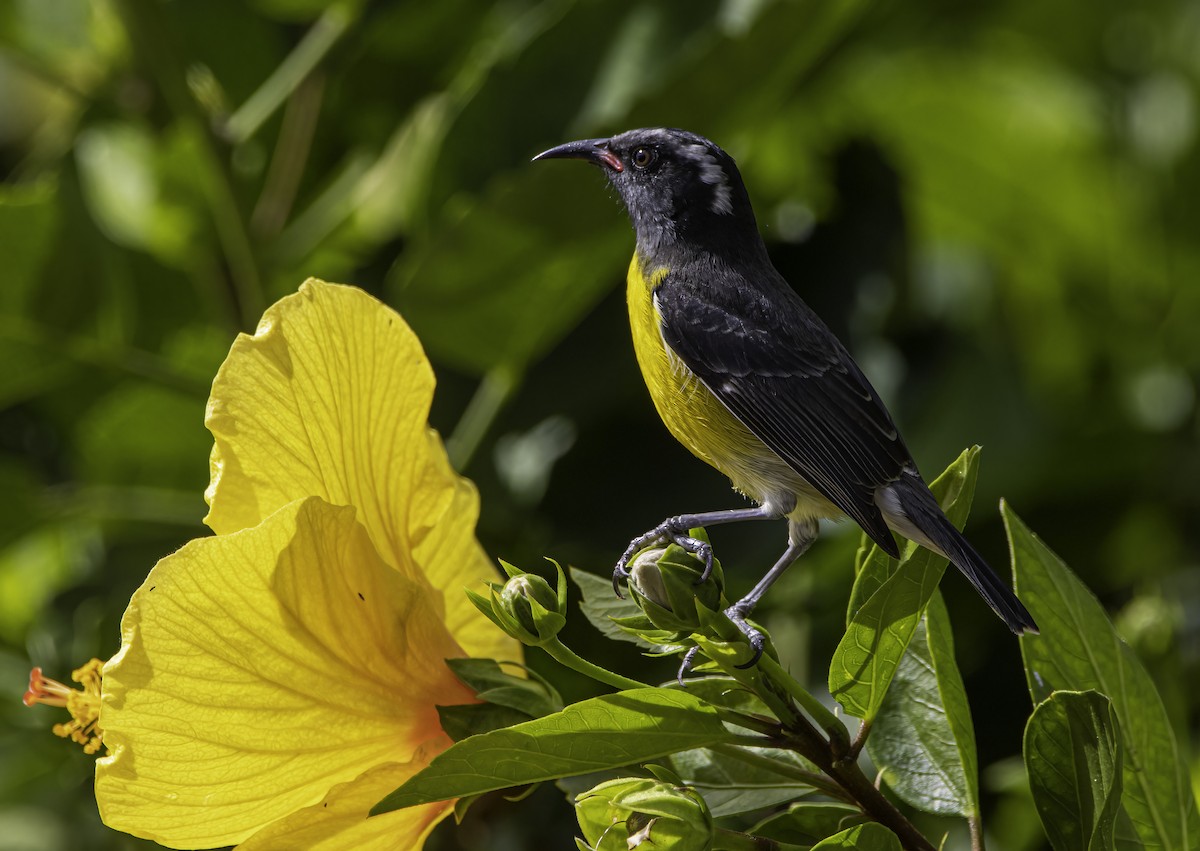 Sucrier à ventre jaune - ML614537081