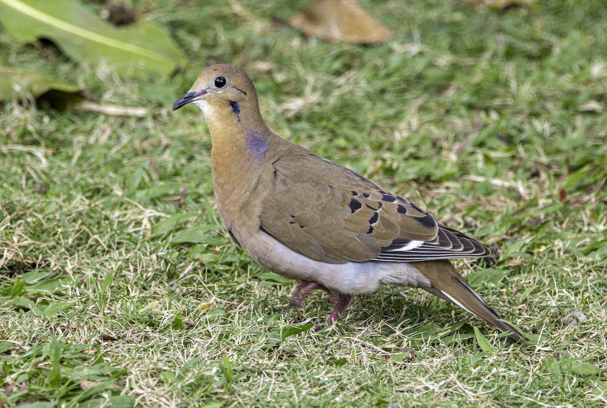 Zenaida Dove - ML614537089