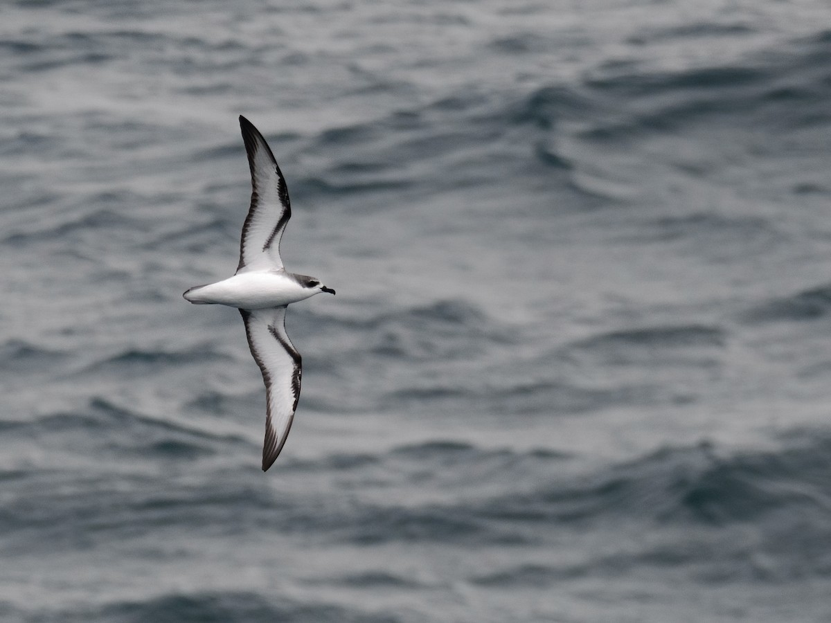 Cook's Petrel - ML614537230