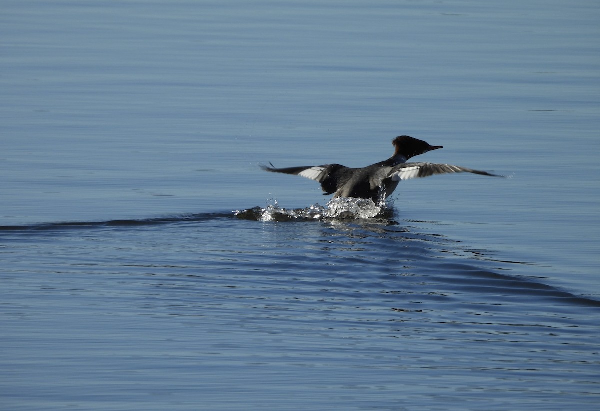 Common Merganser - ML614537321