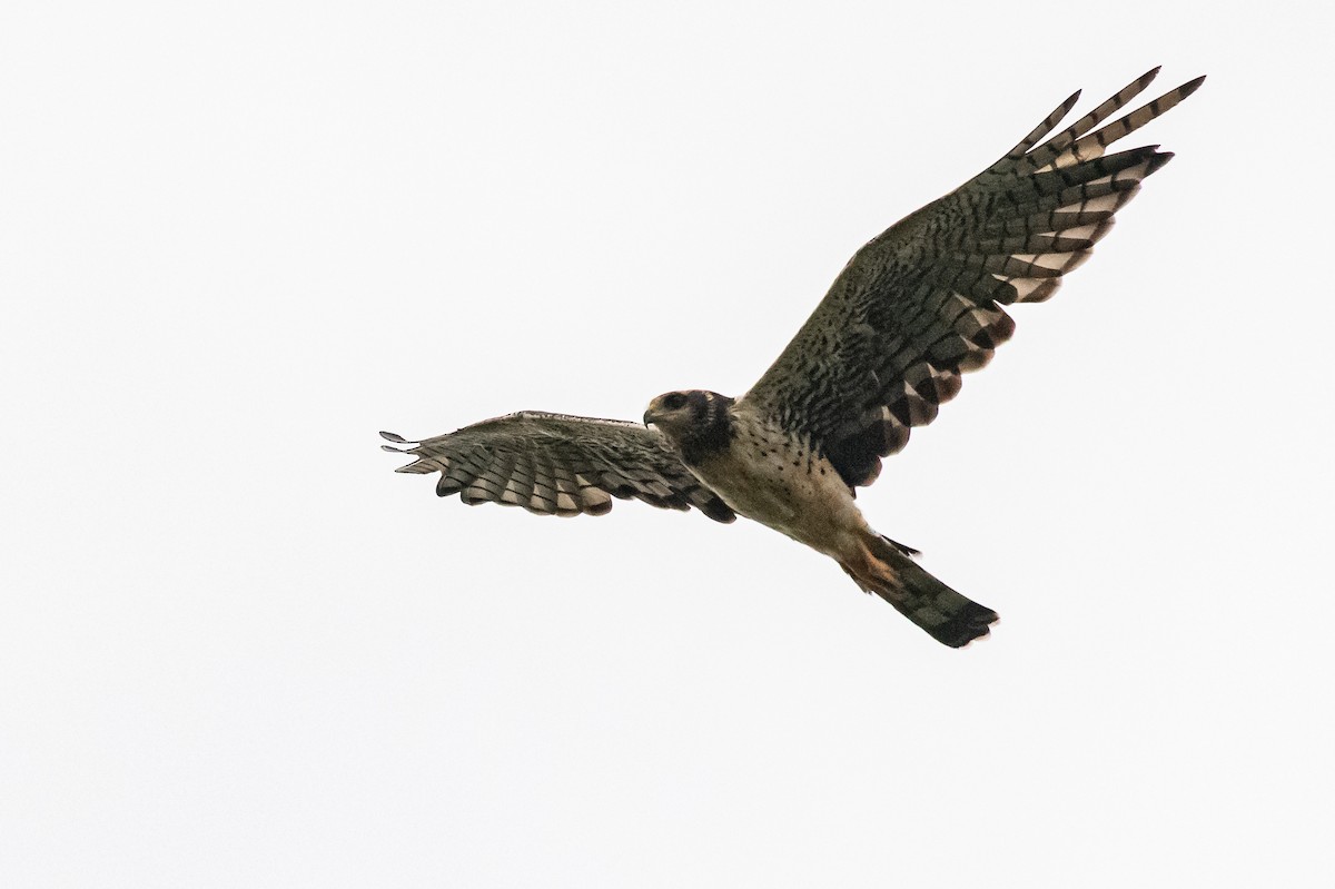 Long-winged Harrier - ML614537351