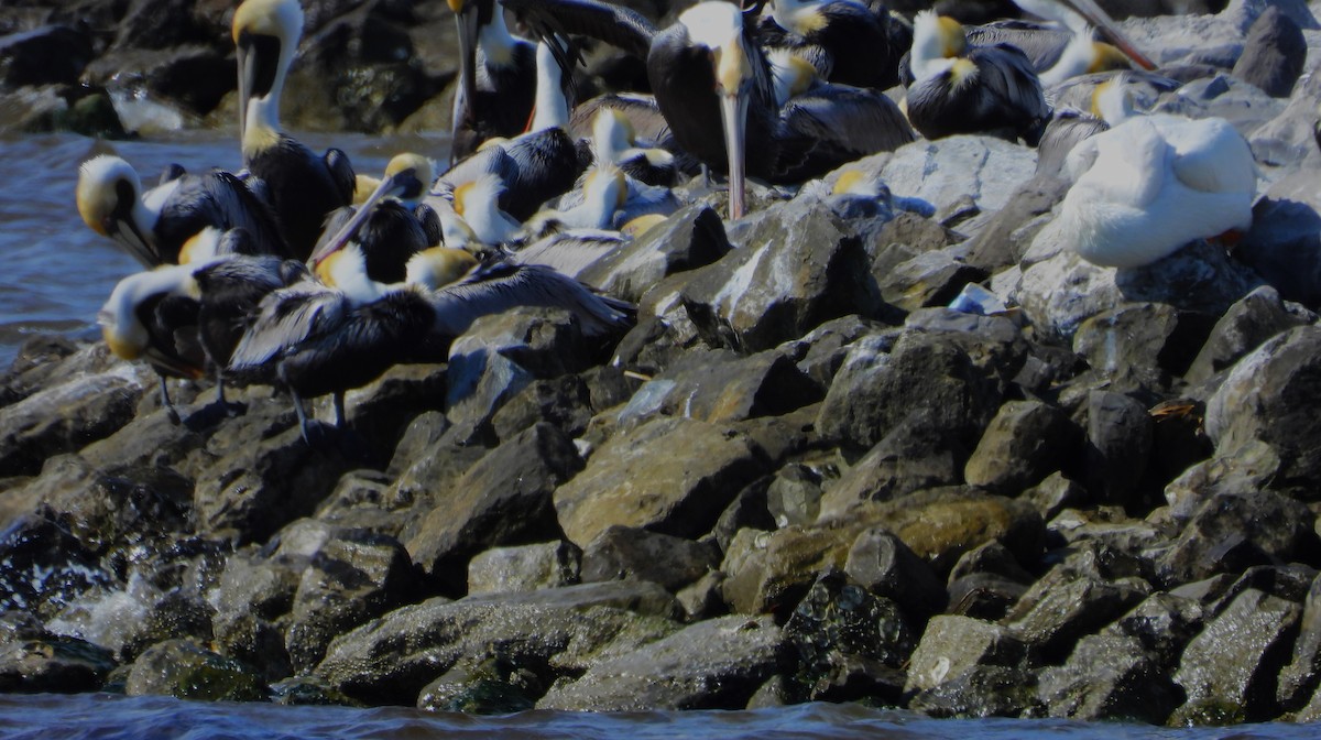 American White Pelican - ML614537356