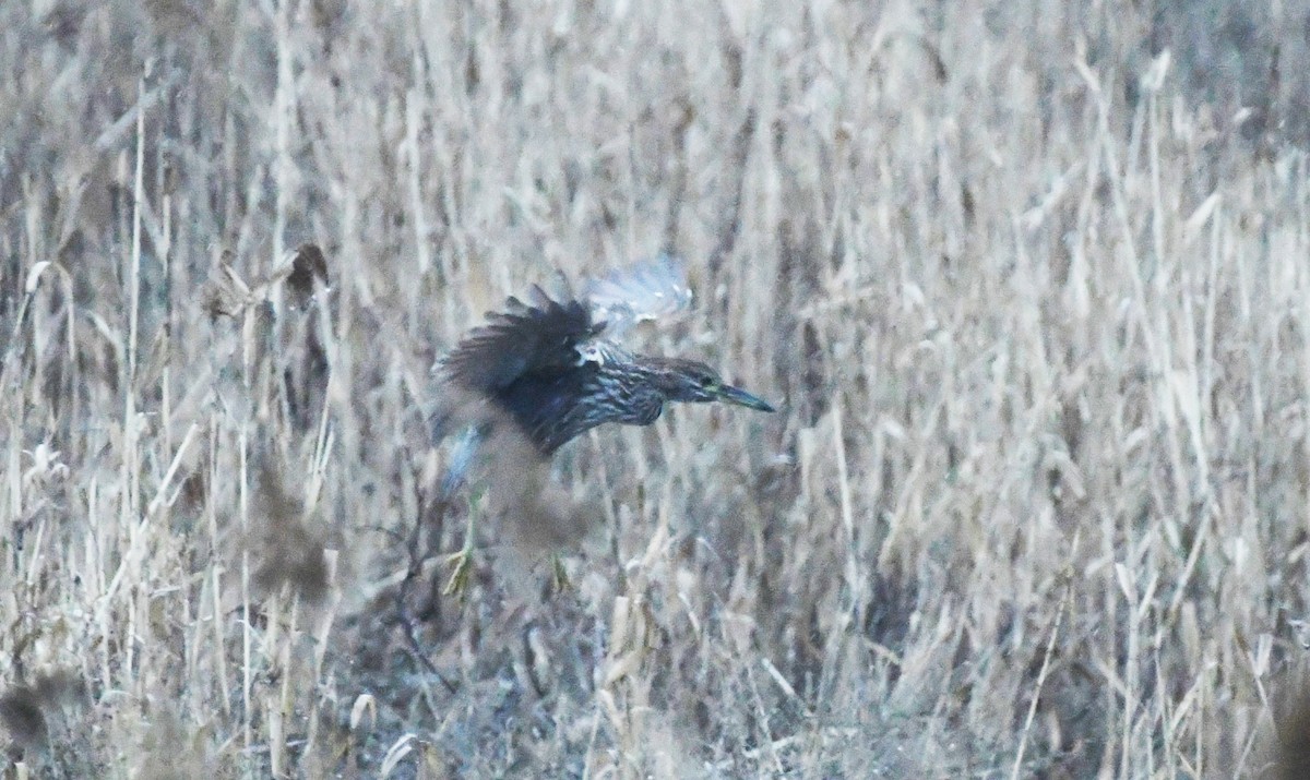 Black-crowned Night Heron - ML614537374