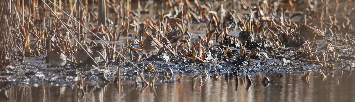 Wilson's Snipe - ML614537392