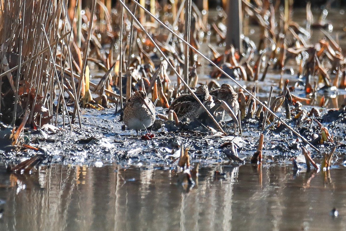 Wilson's Snipe - ML614537394