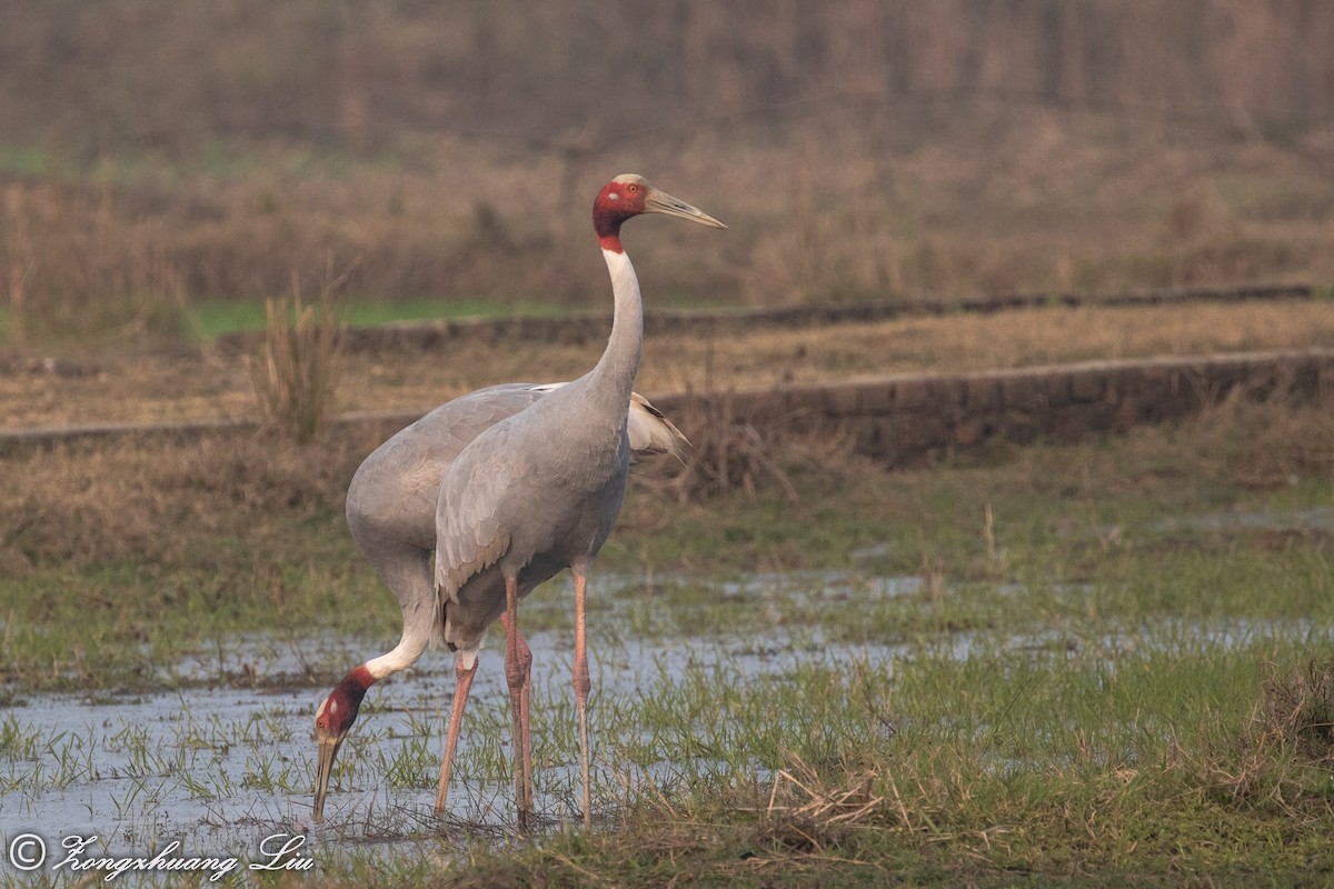 Sarus Crane - ML614537395