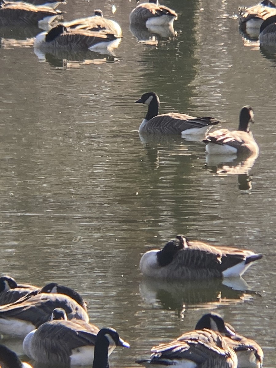 Cackling Goose - ML614537421