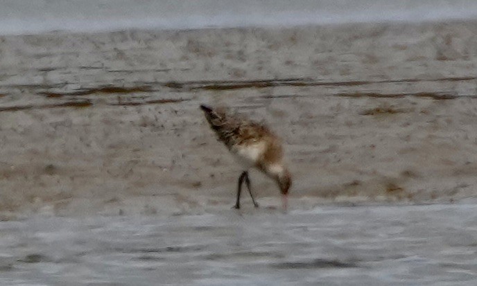 Bar-tailed Godwit - ML614537459