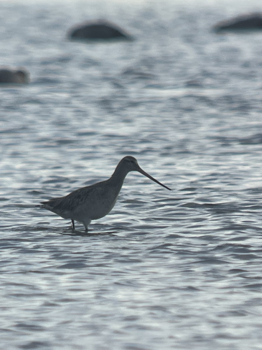 Bar-tailed Godwit - ML614537547
