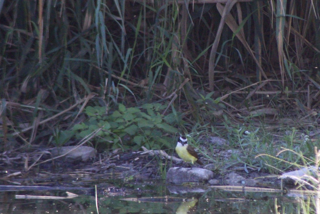 Great Kiskadee - ML614537574