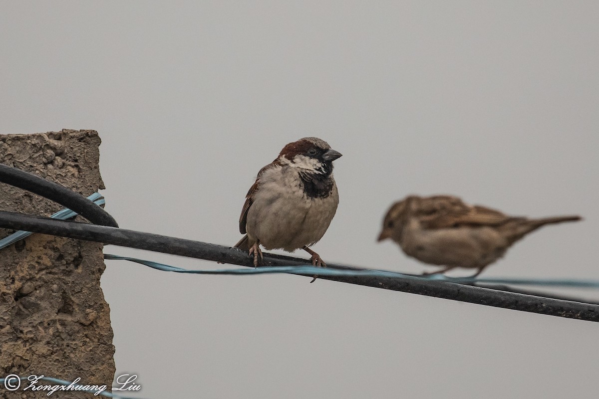 House Sparrow - ML614537605