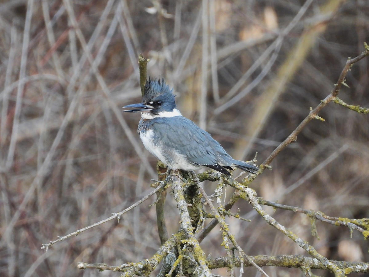 Belted Kingfisher - ML614537613