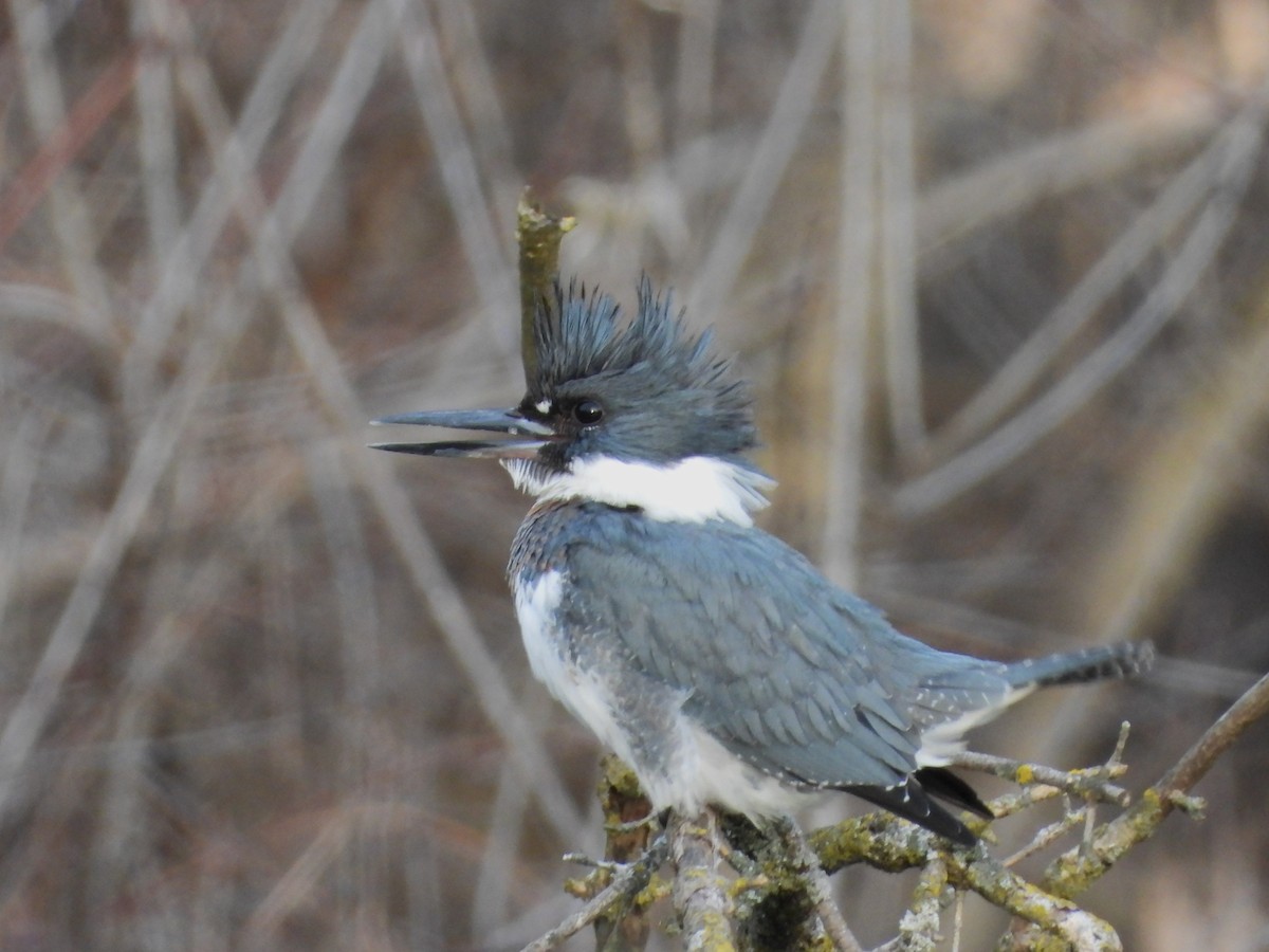 Belted Kingfisher - ML614537614