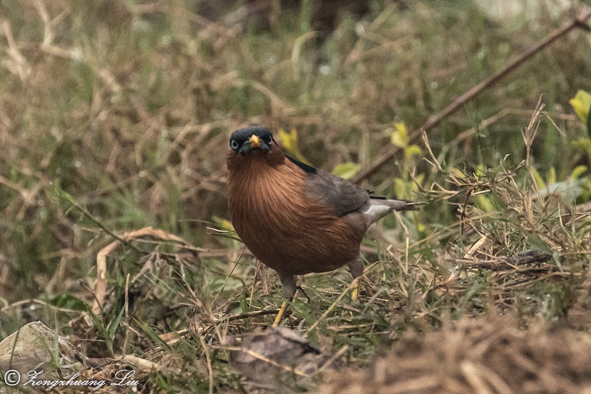 Brahminy Starling - ML614537615