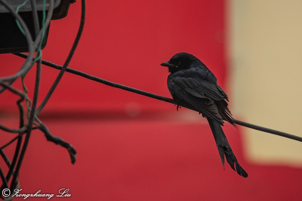 svartdrongo - ML614537617