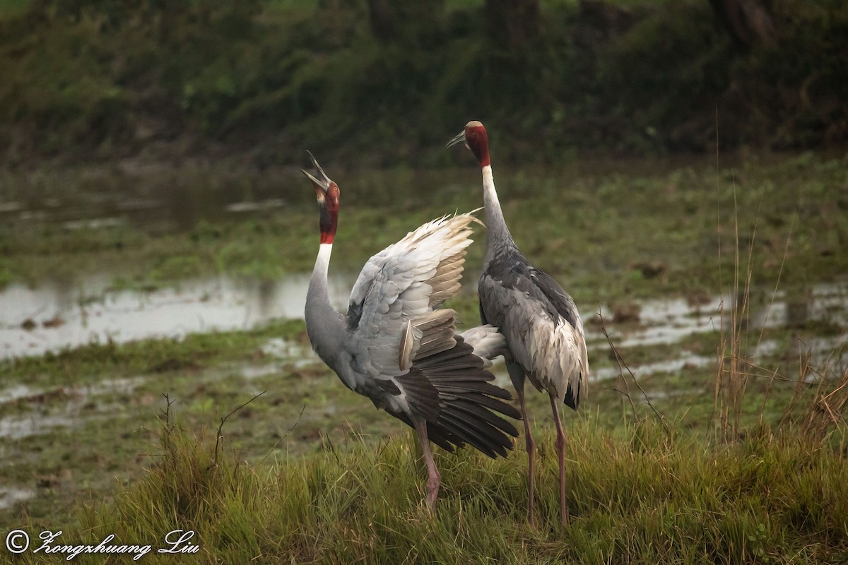 Sarus Crane - ML614537643