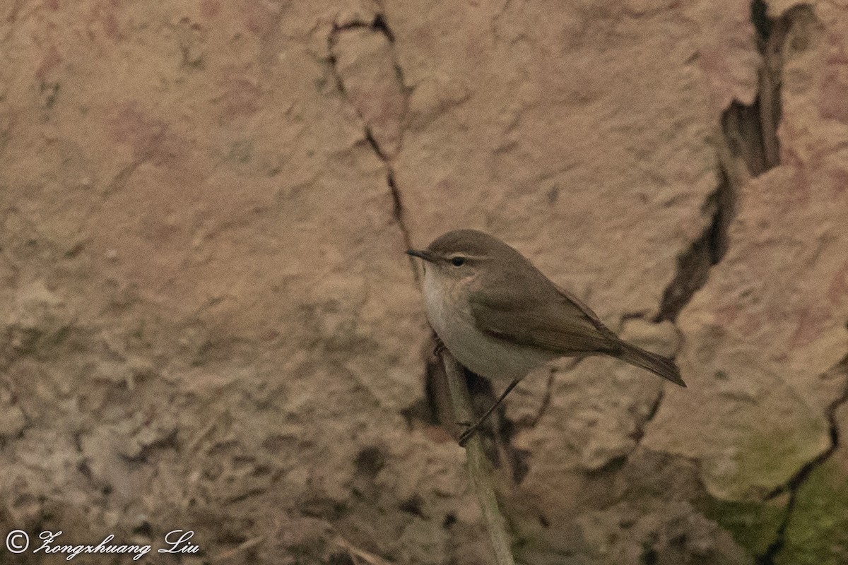 Common Chiffchaff - ML614537669