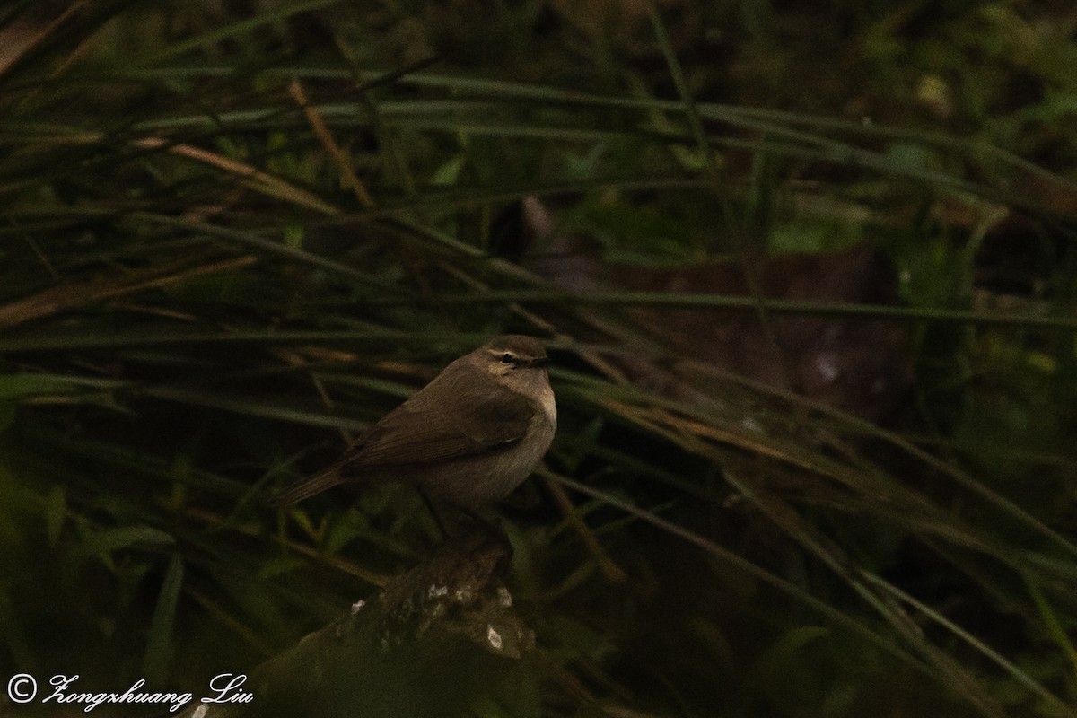 Common Chiffchaff - ML614537670