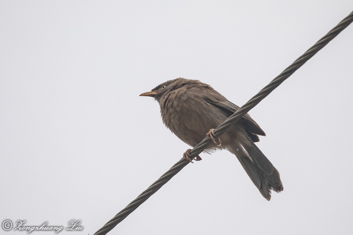 Jungle Babbler - ML614537673