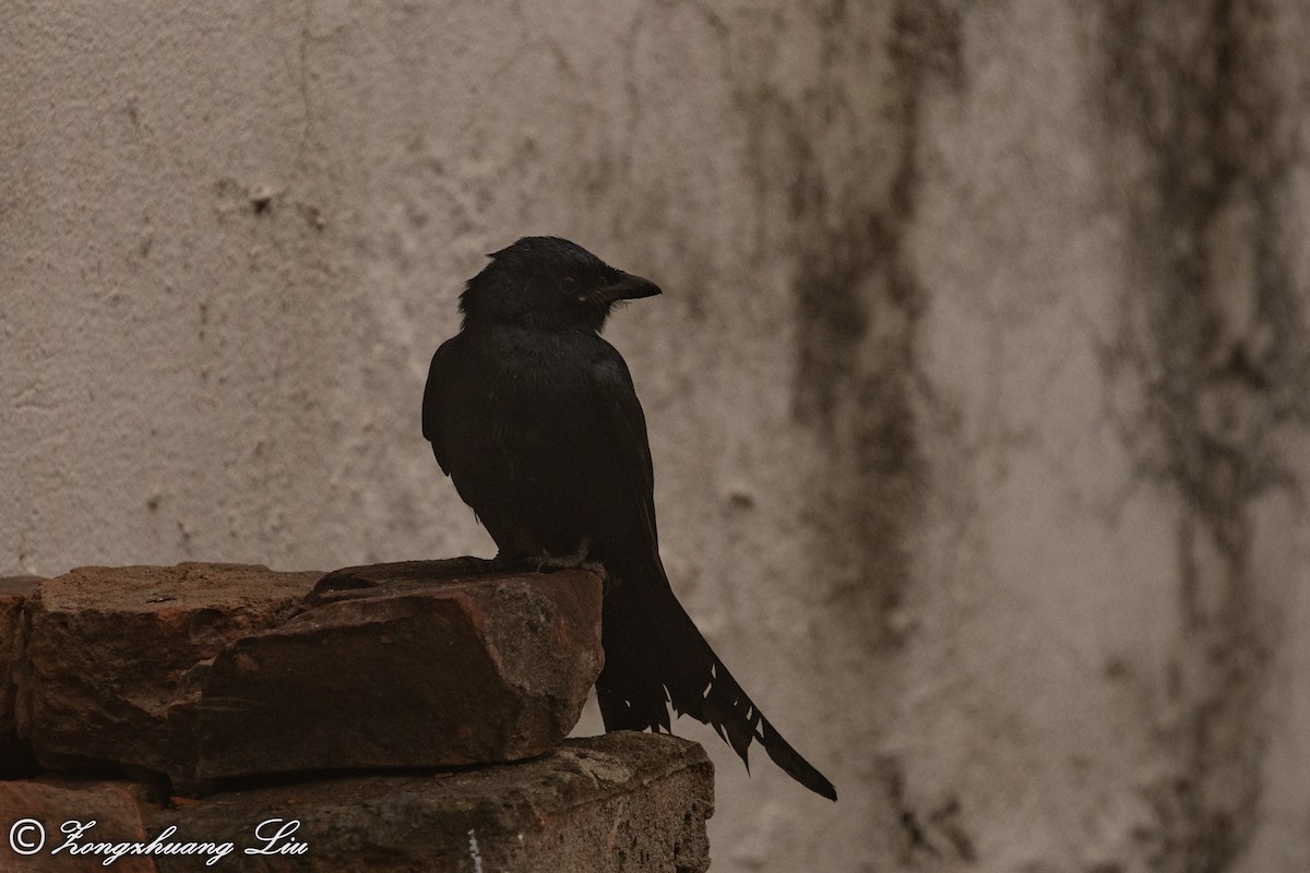 Black Drongo - ML614537694