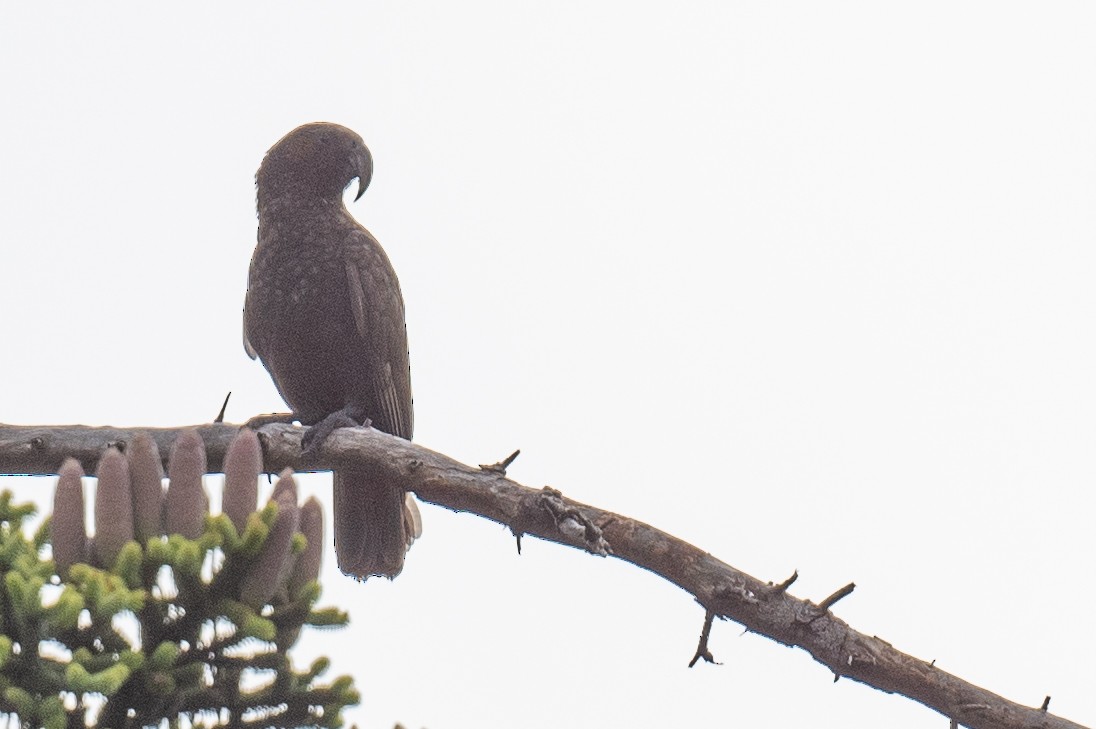 New Zealand Kaka - James Hoagland