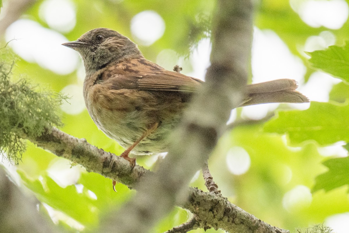 Dunnock - James Hoagland