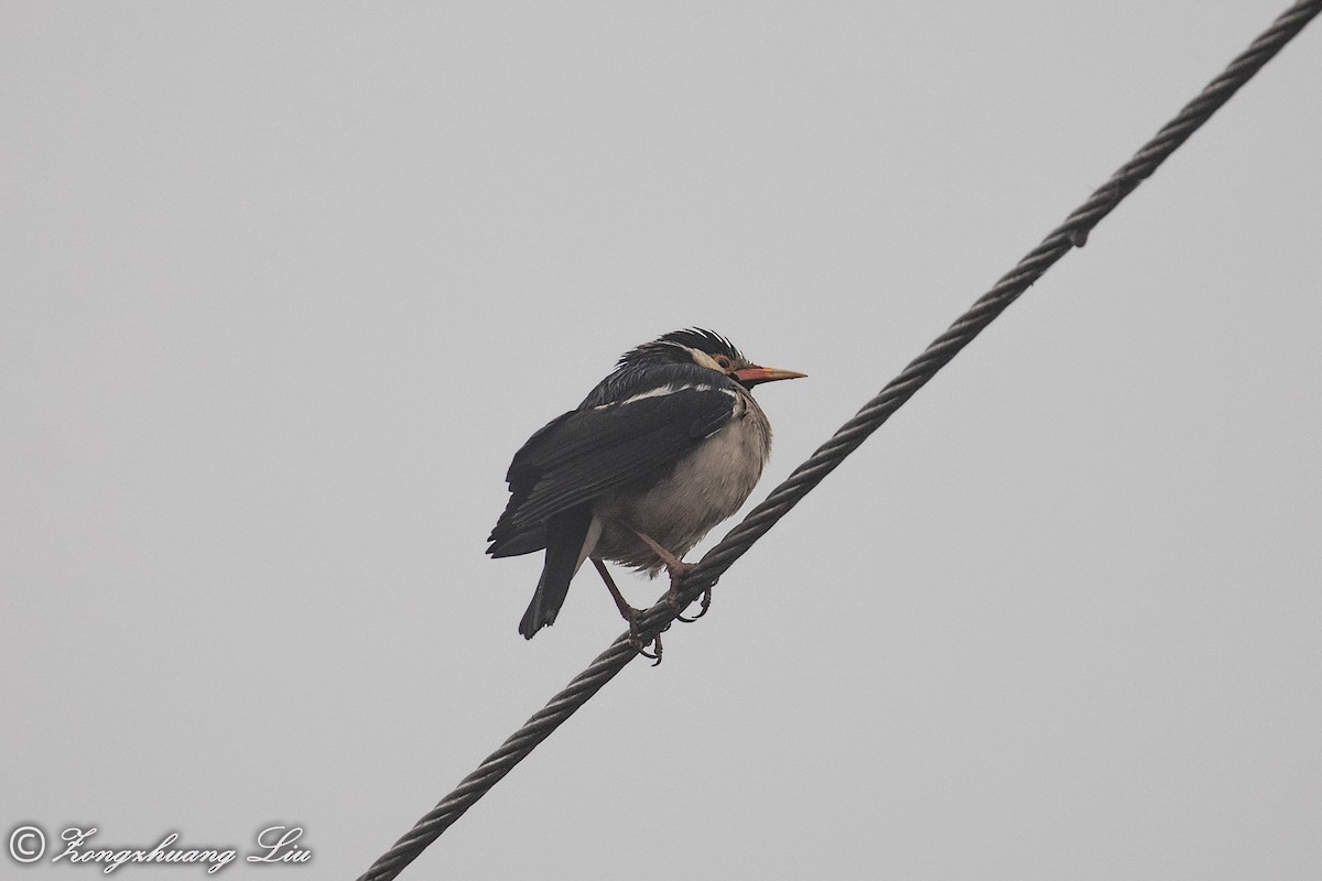 Indian Pied Starling - Zongzhuang Liu