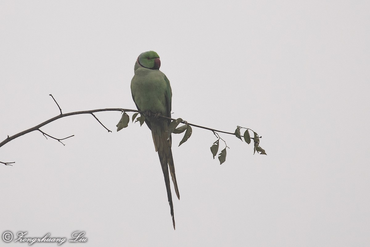 Rose-ringed Parakeet - ML614537750