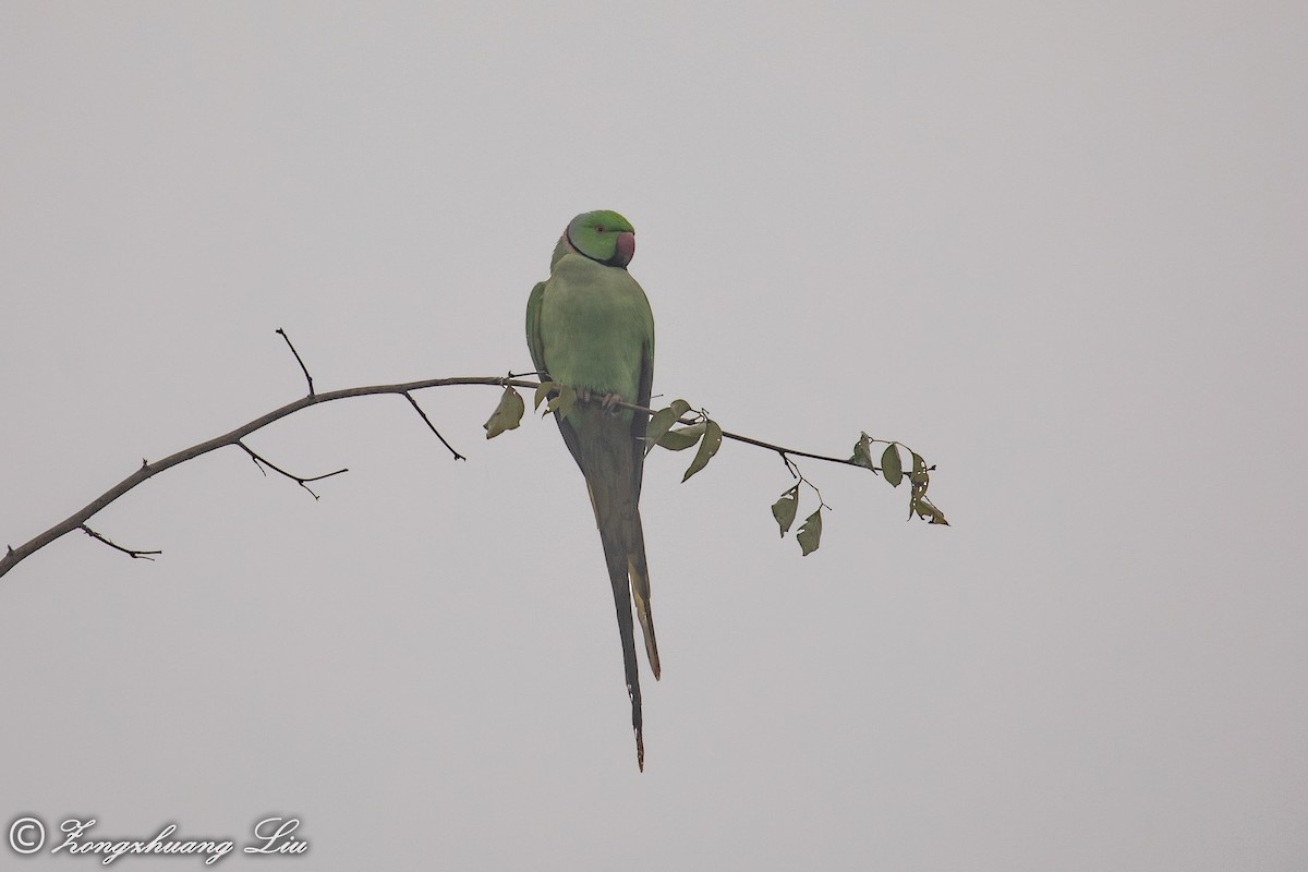 Rose-ringed Parakeet - ML614537751