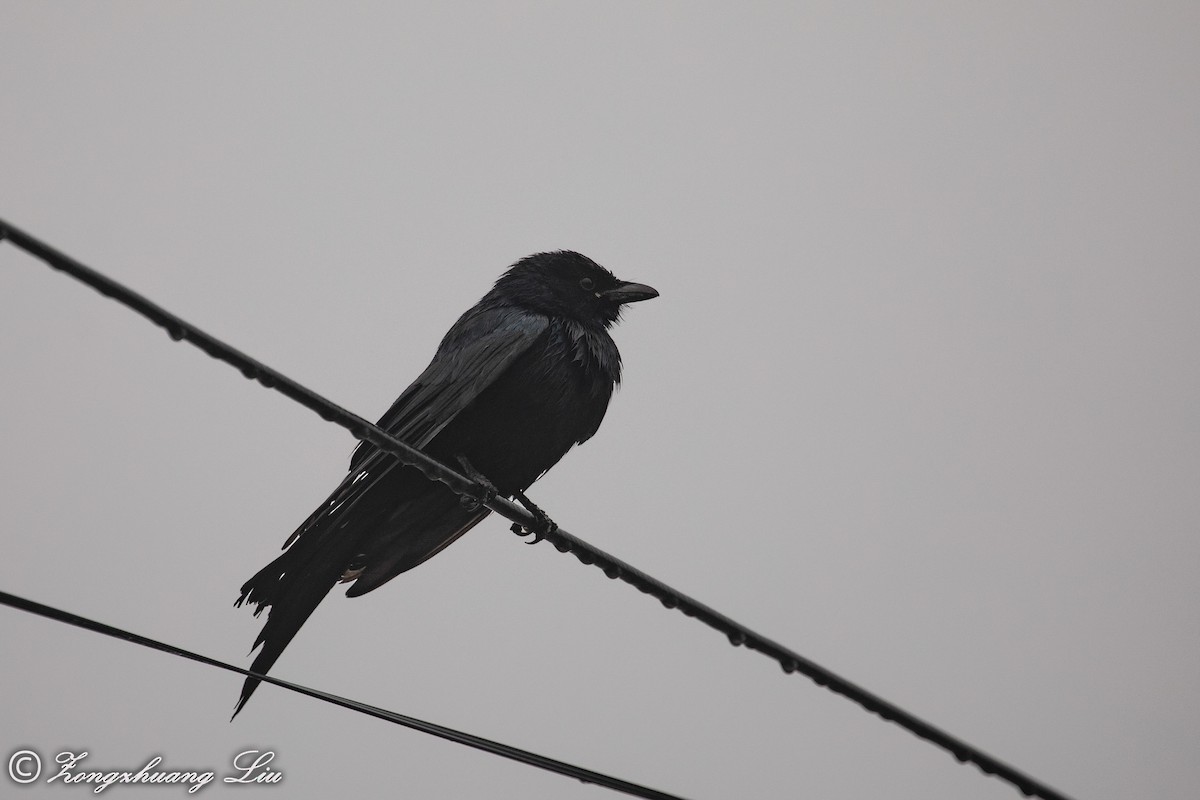 Black Drongo - Zongzhuang Liu