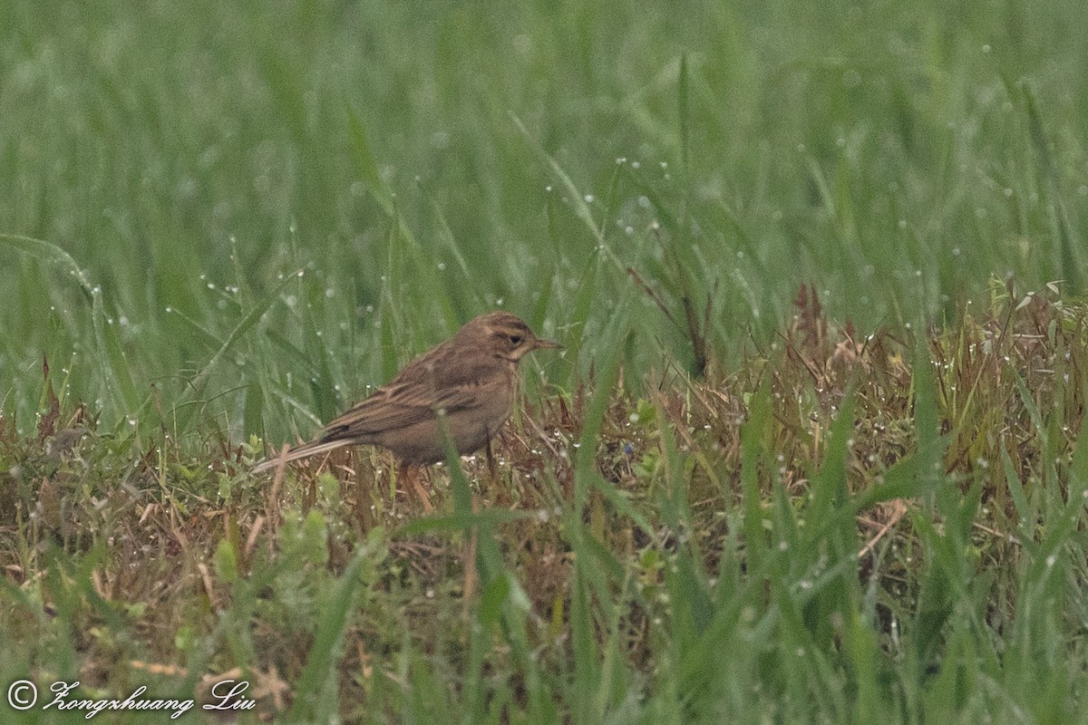 Richard's Pipit - ML614537788