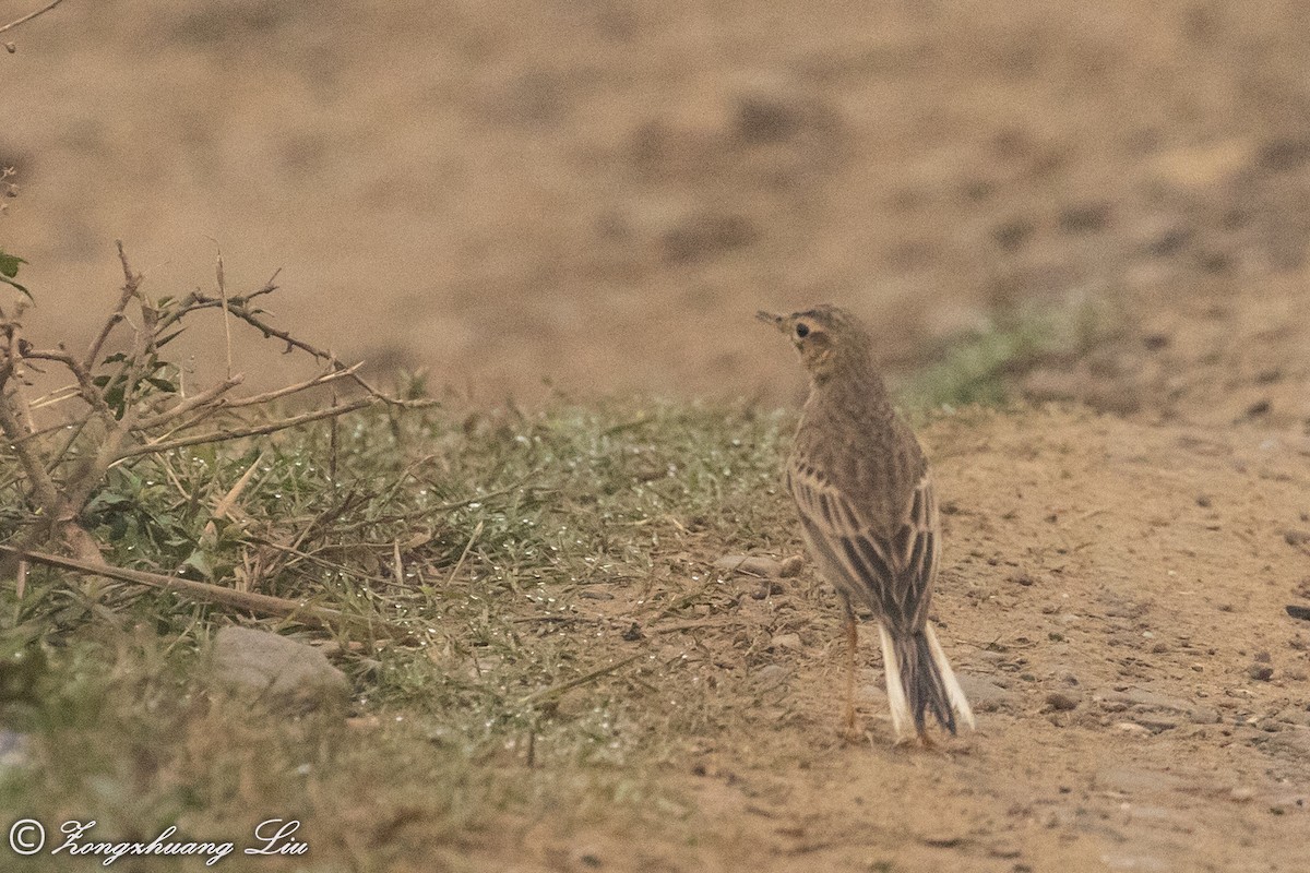 Richard's Pipit - ML614537790