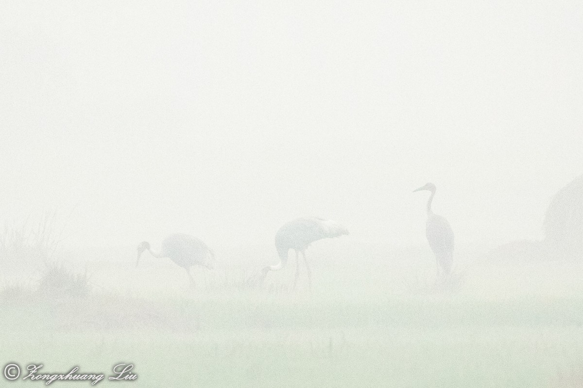 Sarus Crane - ML614537813